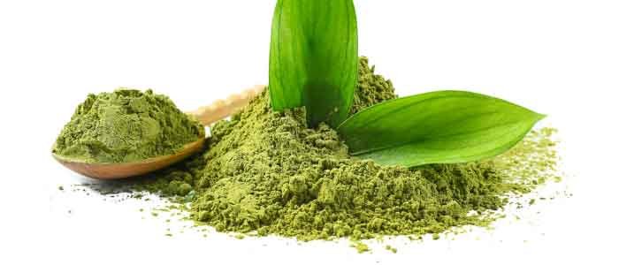 grounded matcha with leaves sprouting